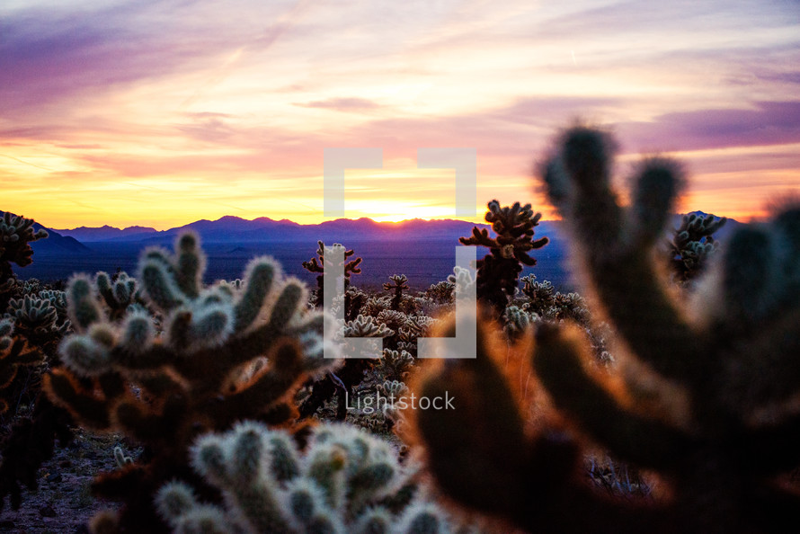 cactus in a desert at sunset