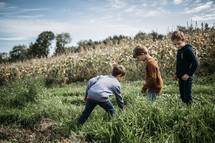 little boys in standing in a corn field 