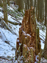 Snowy forest with cedar snag