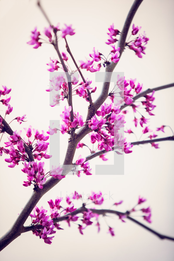 fuchsia flowers on spring branches 