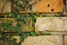 ivy growing up brick wall