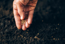 Hand growing seeds on sowing soil. Background with copy space. 