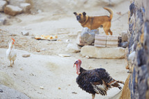 dog, turkey, and chicken 