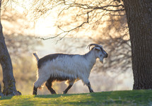 Goat walking on meadow at sunset