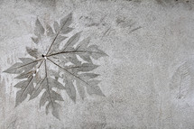 leaf prints in mud 