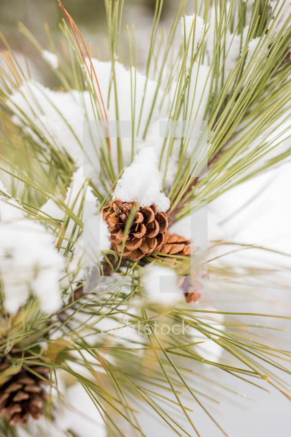 snow on a pine tree 