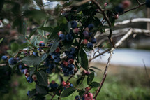blueberries on a bush 