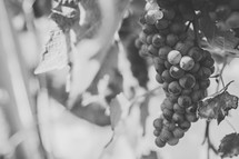 grapes on the vines 