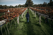child in a vineyard 
