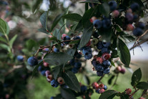 blueberries on a bush 