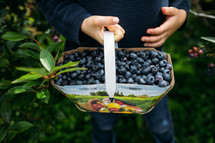 boy picking blueberries 