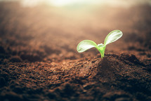 Green plant growing in good soil. Banner with copy space. Agriculture, organic gardening, planting or ecology concept. Young sprouts, seedlings growing. New life concept
