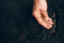 Hand growing seeds on sowing soil. Background with copy space. 