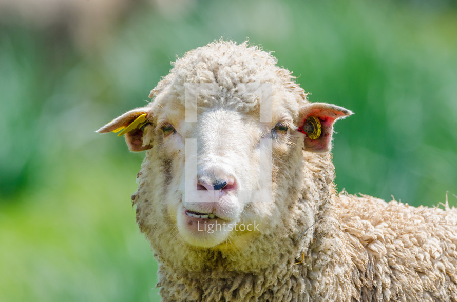 sheep closeup 