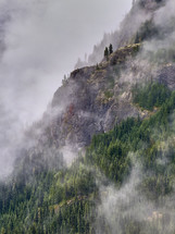 Misty mountains with alpine trees in the foreground.