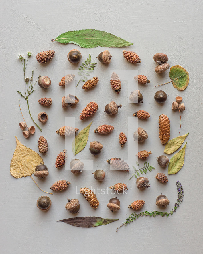 acorns and pine cones 
