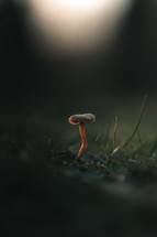 Small toadstool mushroom on a forest floor, cute fungus fungi