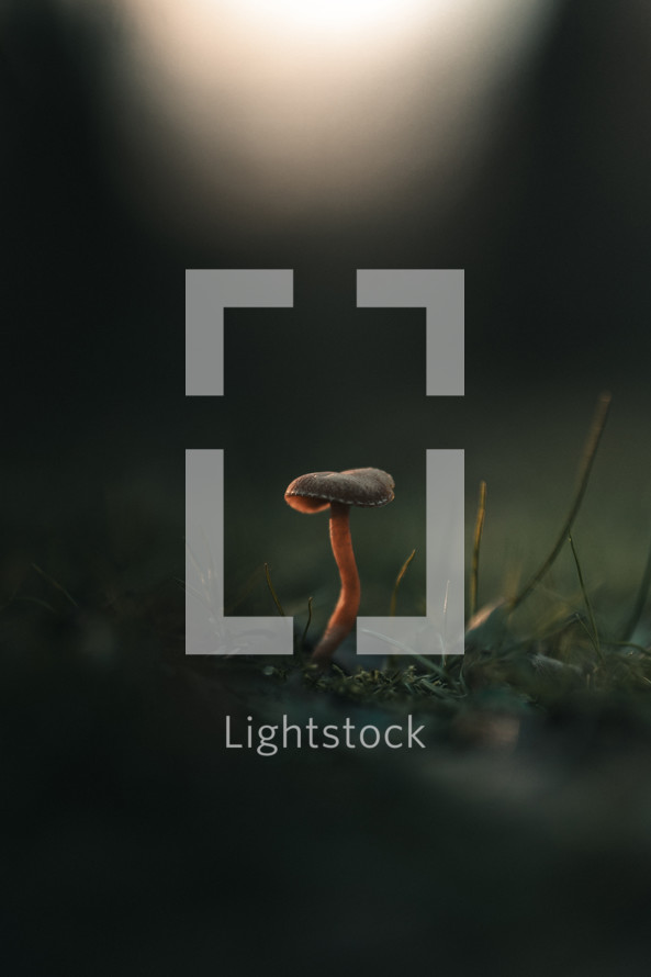 Small toadstool mushroom on a forest floor, cute fungus fungi