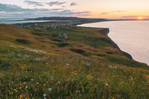 wildflowers along a shoreline at sunset 