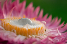 Water drop on pink chamomile