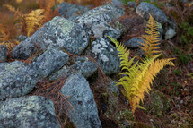 Yellow and green ferns growing along old broken down mossy rock stone wall with lichen