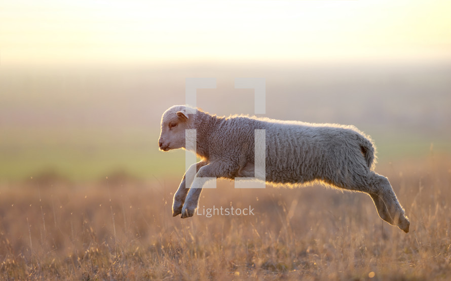 lambs running on field in spring