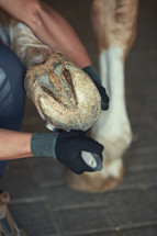 woman cleaning a hoof with a hoof pick 