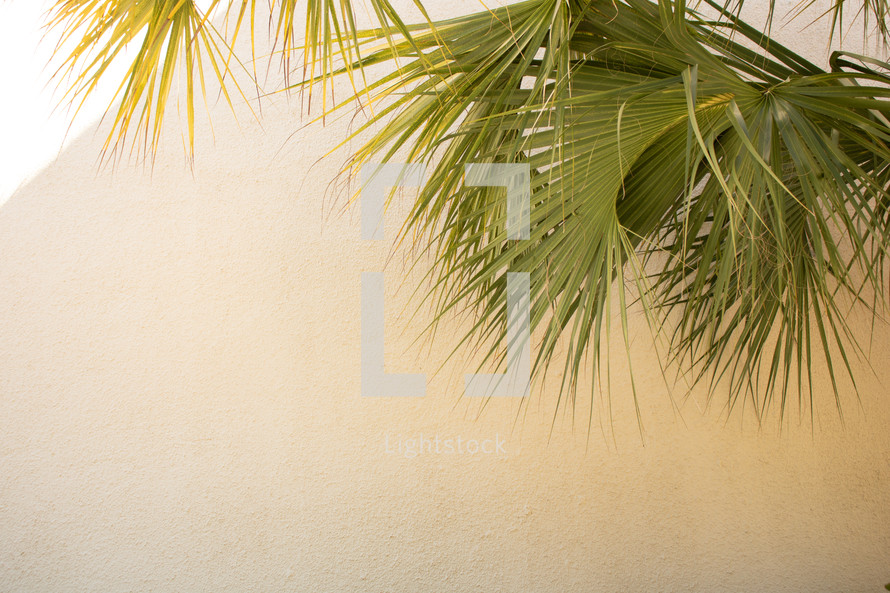 Off-white beige stucco wall background with large green palm leaf