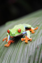 A colorful tree frog on a leaf 