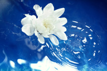 white flower and water ring 