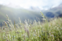 tops of tall green grasses in a meadow 