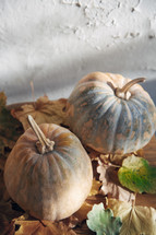 rustic pumpkins and fall leaves 