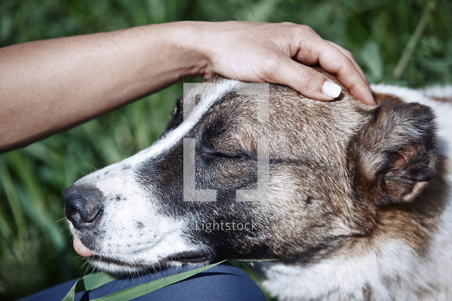 hand petting a dog 