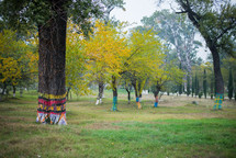 Painted tree trunks