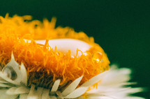 Water drop on yellow chamomile