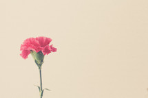 fuchsia carnation 