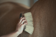 brushing a horse 