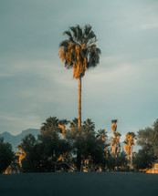 Palm tree, tropical paradise park