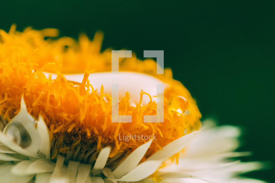 Water drop on yellow chamomile