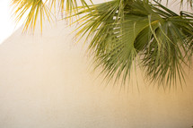 Off-white beige stucco wall background with large green palm leaf