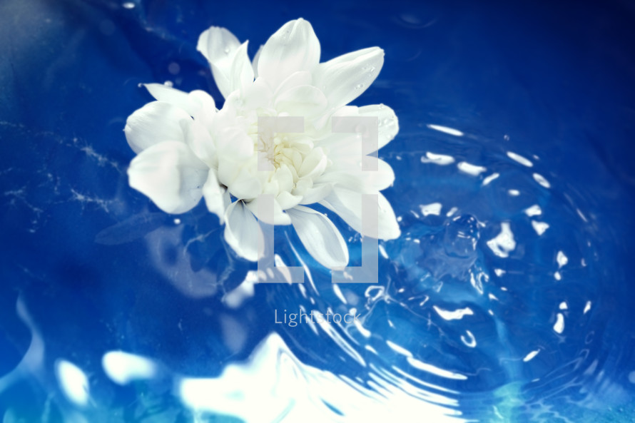 white flower and water ring 