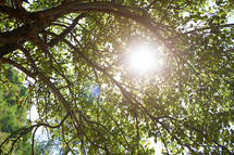 sunburst through summer tree branches 