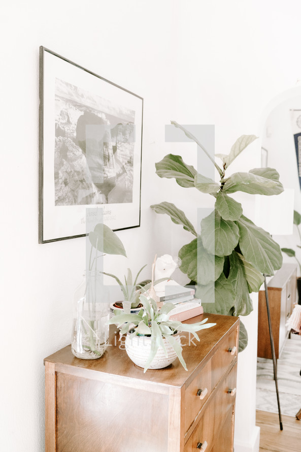 fiddle fig house plant and dresser 