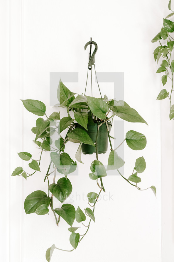 hanging house plant 