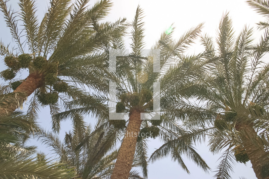 tops of palm trees in Egypt 
