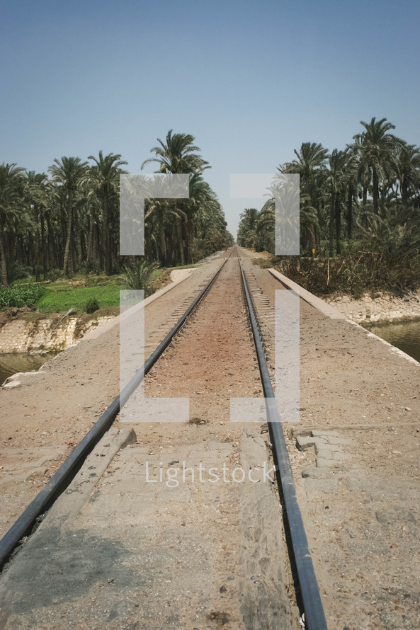 train tracks through a palm forests in Egypt 