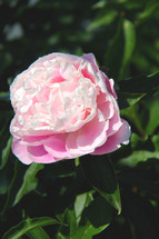 pink flower on a bush 