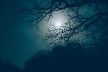 Moon behind the trees and the mist