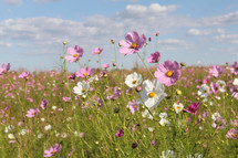 field of white and purple flowers 