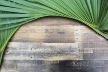 Palm frond on wooden background 